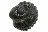 Wide Enrolled Morocops Trilobite - Morocco #296622-1